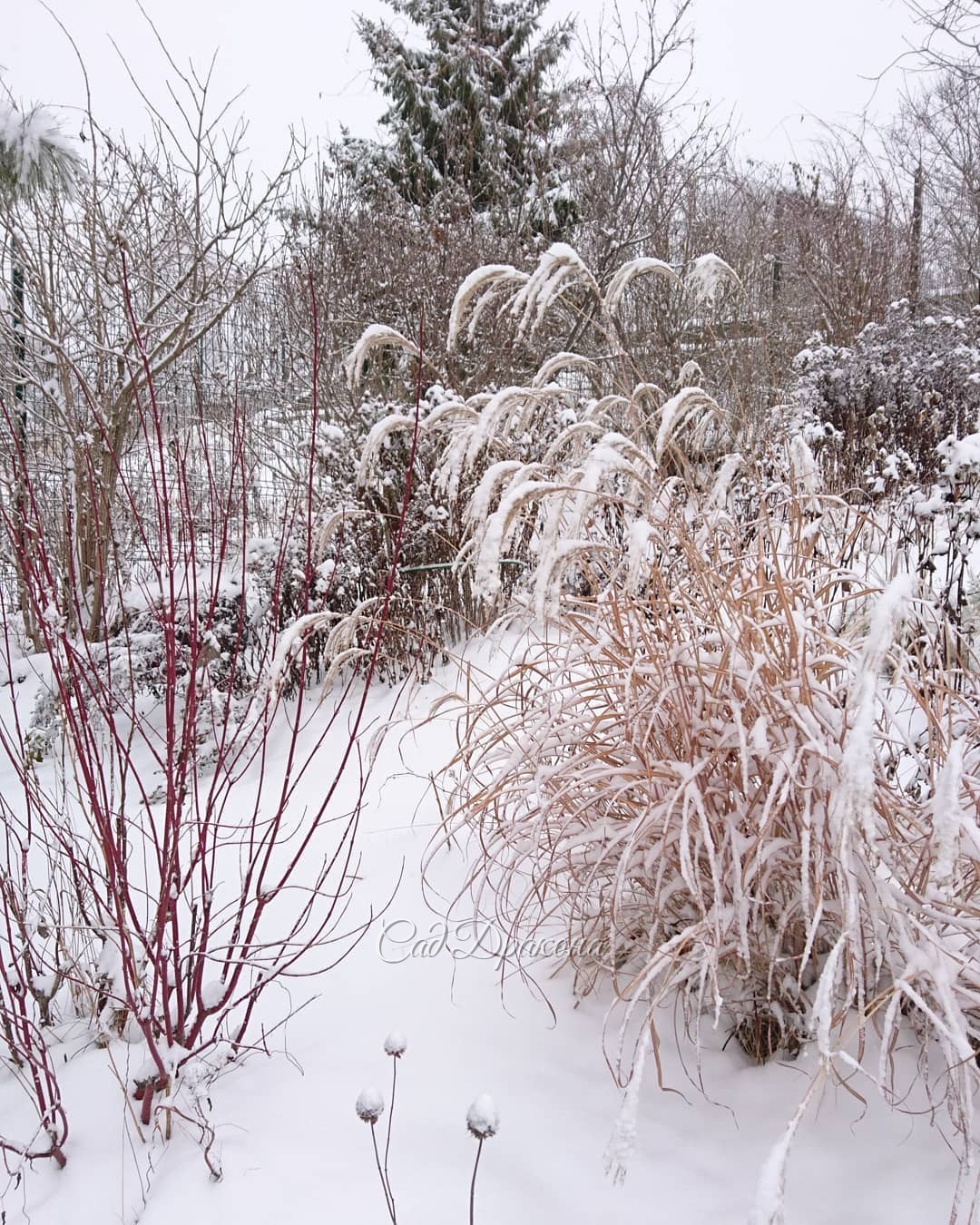 Мискантус и дёрен ??? Miscanthus chinensis, Cornus alba. ??