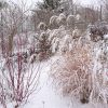 Мискантус и дёрен 🌾♥️ Miscanthus chinensis, Cornus alba. ❄️