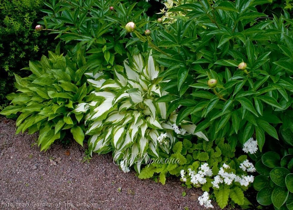 Разбавим белое зелёным! 💚😉🌱 Ещё несколько поперечных фото. 🤗 Хосты, хосты, хосты! 💚 И немного пионов и лилейников. 🌿🌺 Сорта не пишу, если интересно, спрашивайте! Долгими зимними вечерами мы с радостью будем отвечать на ваши вопросы про растения, и устройс