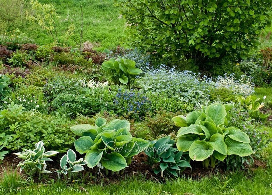 Разбавим белое зелёным! 💚😉🌱 Ещё несколько поперечных фото. 🤗 Хосты, хосты, хосты! 💚 И немного пионов и лилейников. 🌿🌺 Сорта не пишу, если интересно, спрашивайте! Долгими зимними вечерами мы с радостью будем отвечать на ваши вопросы про растения, и устройс
