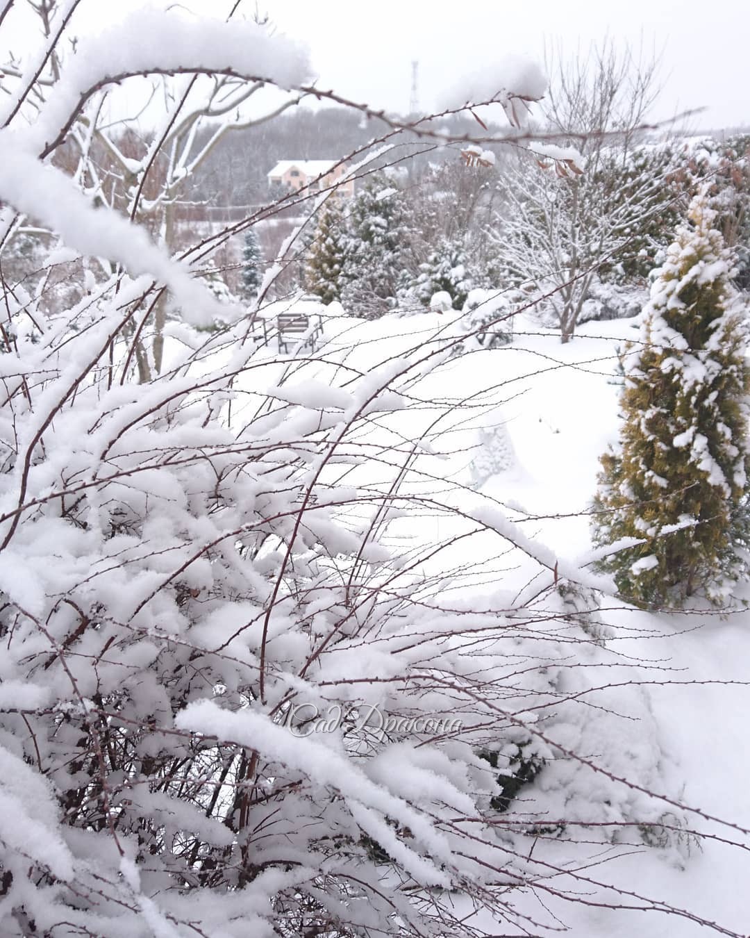 Сегодня мы опять проснулись в белом-белом саду. Снега очень много! 🌨🌨🌨 Надо идти чистить, а то не выйдем из дома до весны❄️❄️❄️ 😁😂 и зимой 😍