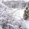 Сегодня мы опять проснулись в белом-белом саду. Снега очень много! 🌨🌨🌨 Надо идти чистить, а то не выйдем из дома до весны❄️❄️❄️ 😁😂 и зимой 😍