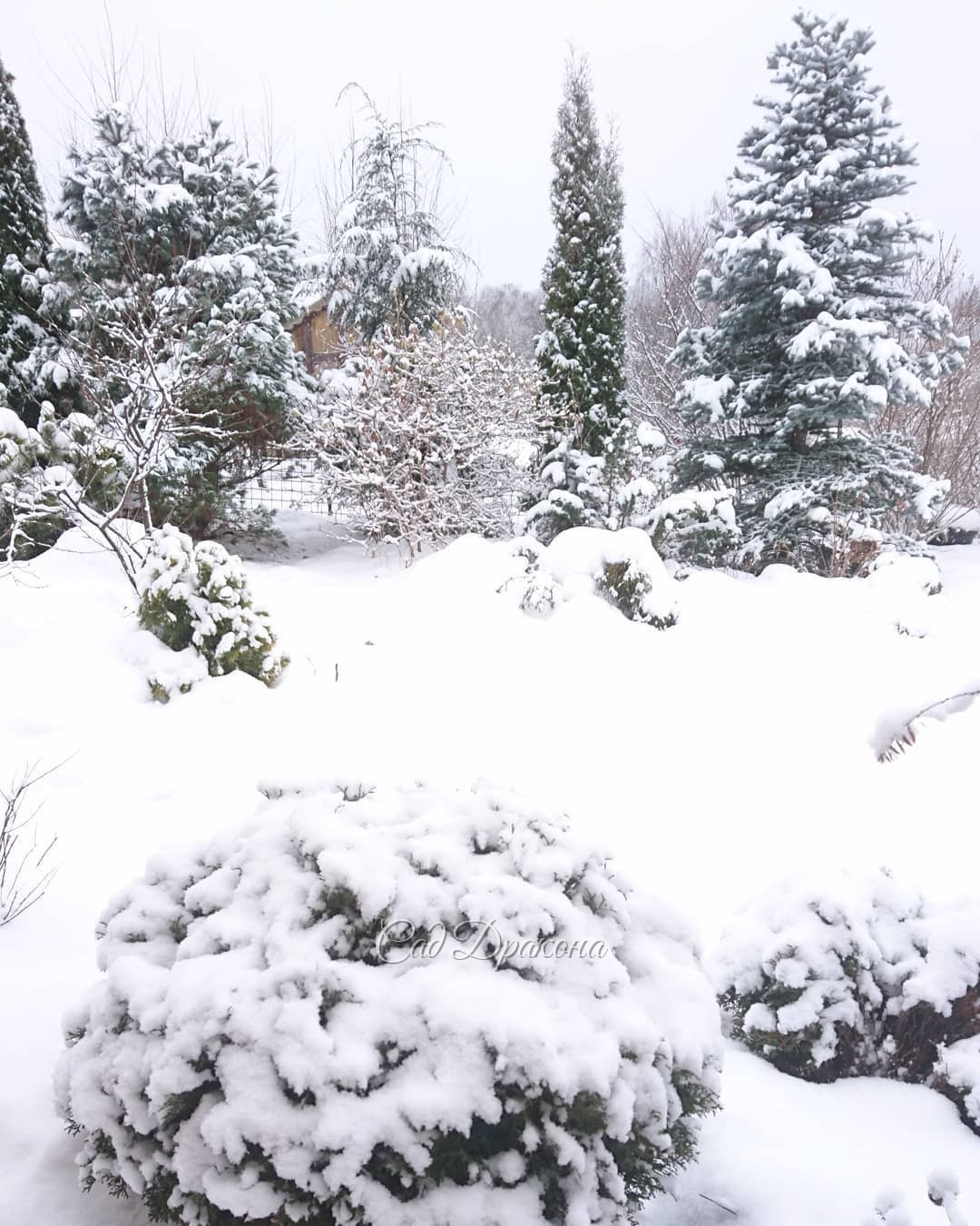 Что-то снег скрывает, а что-то - подчёркивает. 🌨🌲❄️ Картина сада меняется 🌨☃️😊