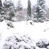 Что-то снег скрывает, а что-то - подчёркивает. 🌨🌲❄️ Картина сада меняется 🌨☃️😊