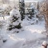Немного солнца и много пушистого снега ❄️🌲☀
