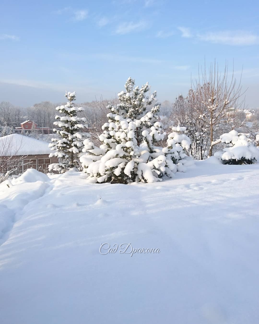 Синее небо и солнечный свет - 💙☀ роскошь для декабря ❄️⛄️🌨🐦❄️ Снег - нежный, как пух! ❄️❄️❄️ ☁️☁️☁️