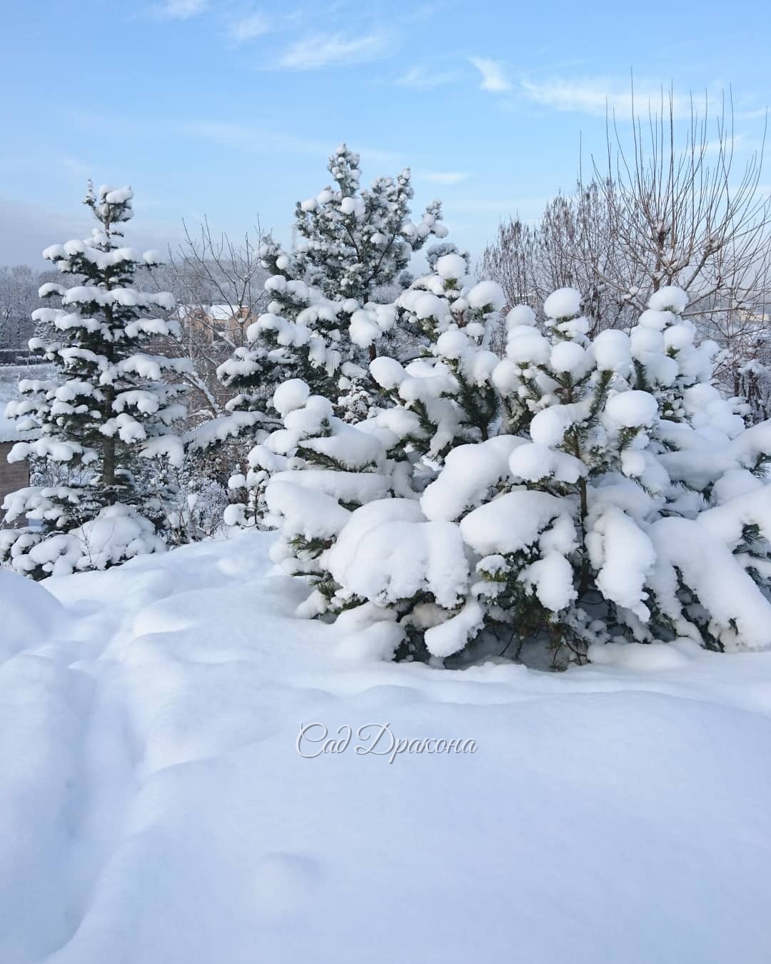 Синее небо и солнечный свет - 💙☀ роскошь для декабря ❄️⛄️🌨🐦❄️ Снег - нежный, как пух! ❄️❄️❄️ ☁️☁️☁️