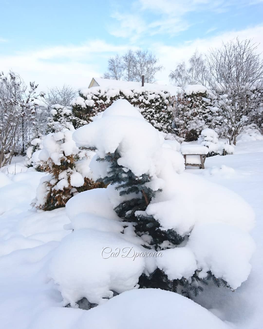 Синее небо и солнечный свет - 💙☀ роскошь для декабря ❄️⛄️🌨🐦❄️ Снег - нежный, как пух! ❄️❄️❄️ ☁️☁️☁️