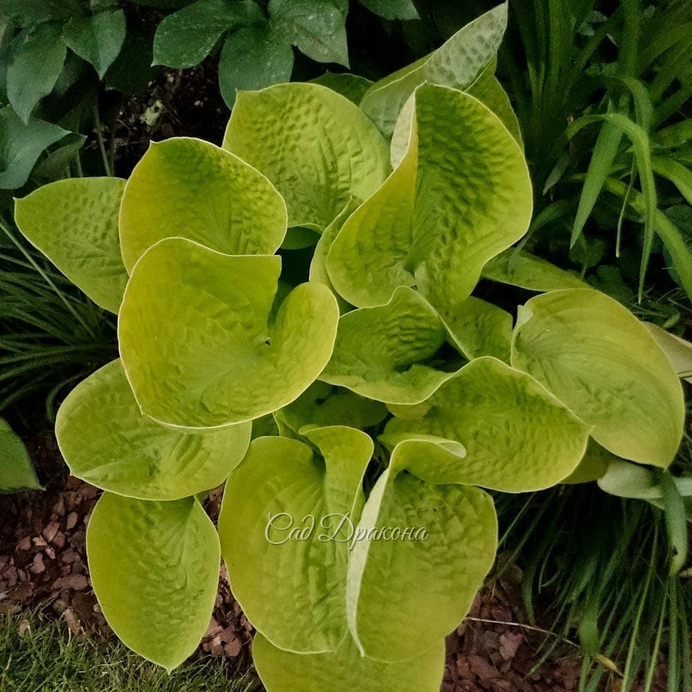 "Вафельные" хосты, часть 2. Жёлтые. 💛🌱 Эти хосты с "жатой" поверхностью могут расти на солнце, ☀ так как листья у них плотные.🌱 Некоторые - с восковым налётом, который придаёт хосте жемчужный оттенок, а изнанке листа - почти белый.🌱 Весной они появляются 
