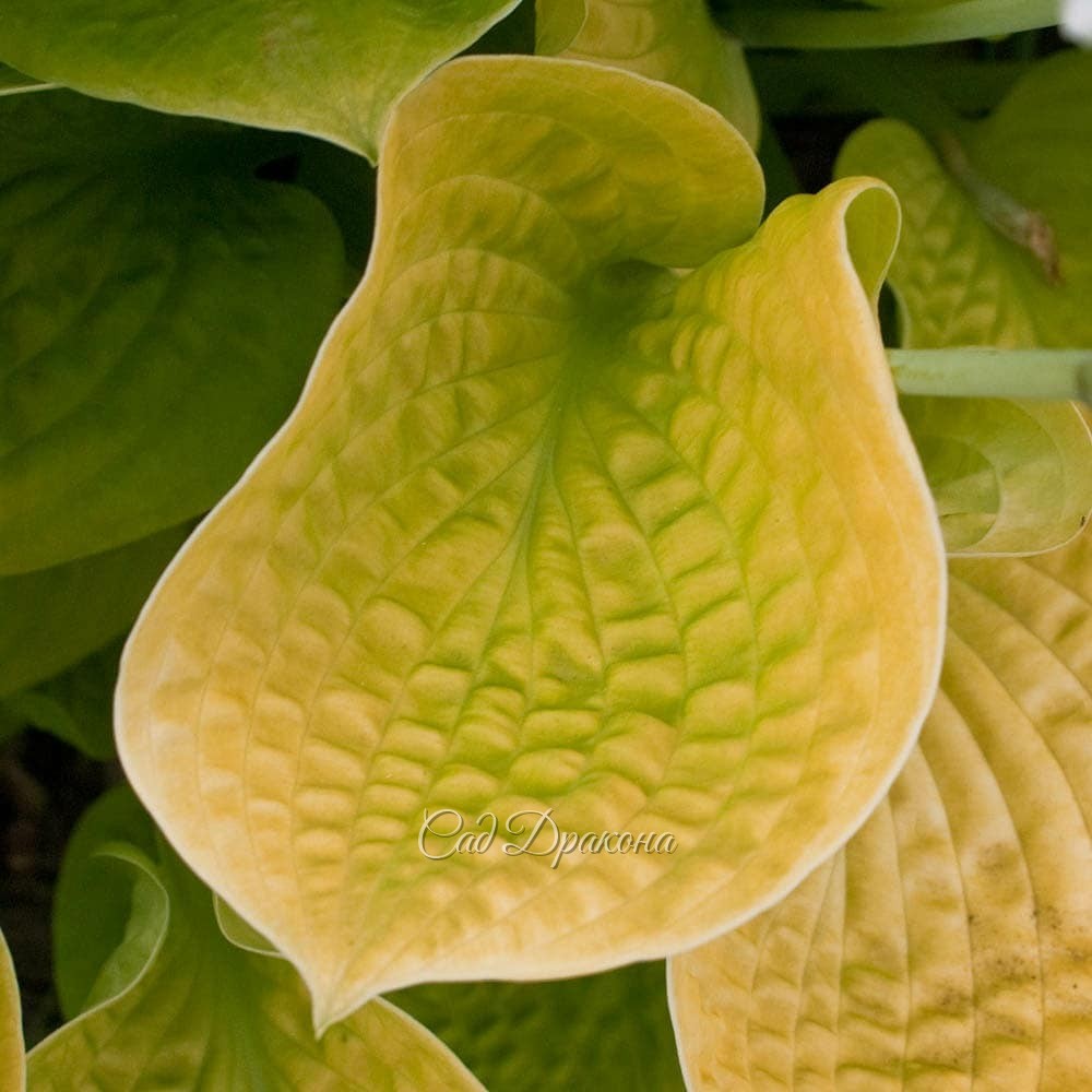 "Вафельные" хосты, часть 2. Жёлтые. 💛🌱 Эти хосты с "жатой" поверхностью могут расти на солнце, ☀ так как листья у них плотные.🌱 Некоторые - с восковым налётом, который придаёт хосте жемчужный оттенок, а изнанке листа - почти белый.🌱 Весной они появляются 