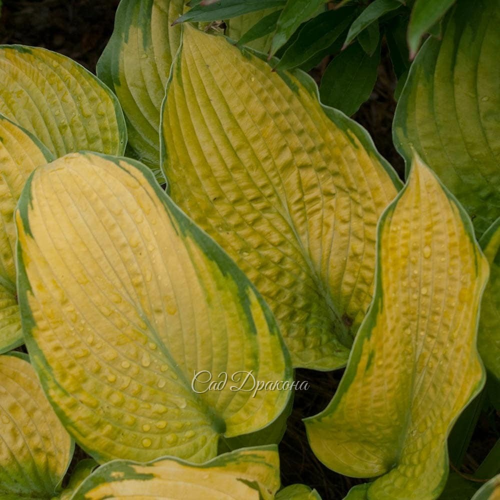 "Вафельные" хосты, часть 2. Жёлтые. 💛🌱 Эти хосты с "жатой" поверхностью могут расти на солнце, ☀ так как листья у них плотные.🌱 Некоторые - с восковым налётом, который придаёт хосте жемчужный оттенок, а изнанке листа - почти белый.🌱 Весной они появляются 