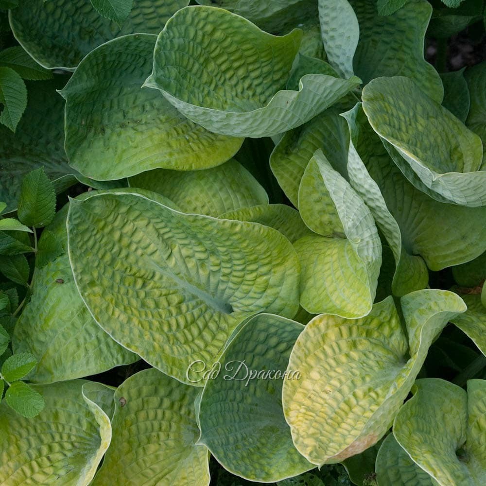 "Вафельные" хосты, часть 2. Жёлтые. 💛🌱 Эти хосты с "жатой" поверхностью могут расти на солнце, ☀ так как листья у них плотные.🌱 Некоторые - с восковым налётом, который придаёт хосте жемчужный оттенок, а изнанке листа - почти белый.🌱 Весной они появляются 