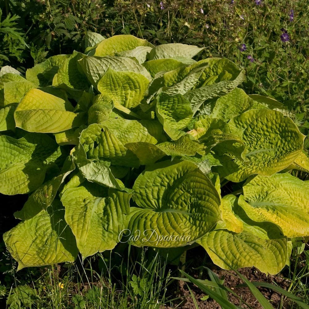 "Вафельные" хосты, часть 2. Жёлтые. 💛🌱 Эти хосты с "жатой" поверхностью могут расти на солнце, ☀ так как листья у них плотные.🌱 Некоторые - с восковым налётом, который придаёт хосте жемчужный оттенок, а изнанке листа - почти белый.🌱 Весной они появляются 