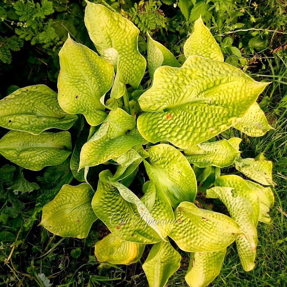 "Вафельные" хосты, часть 2. Жёлтые. 💛🌱 Эти хосты с "жатой" поверхностью могут расти на солнце, ☀ так как листья у них плотные.🌱 Некоторые - с восковым налётом, который придаёт хосте жемчужный оттенок, а изнанке листа - почти белый.🌱 Весной они появляются 