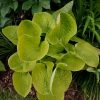 "Вафельные" хосты, часть 2. Жёлтые. 💛🌱 Эти хосты с "жатой" поверхностью могут расти на солнце, ☀ так как листья у них плотные.🌱 Некоторые - с восковым налётом, который придаёт хосте жемчужный оттенок, а изнанке листа - почти белый.🌱 Весной они появляются 