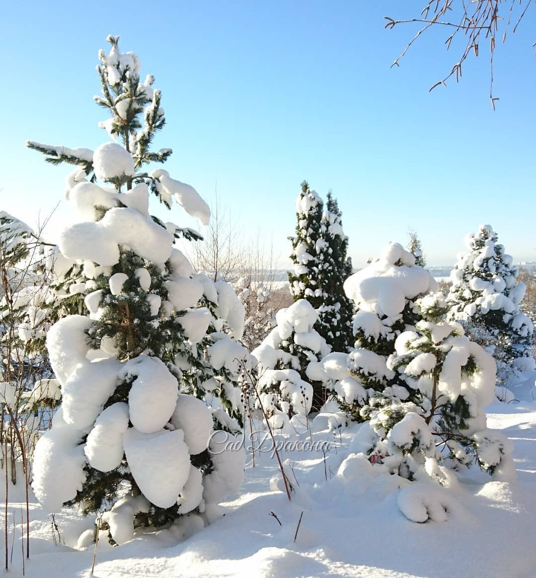 Сегодня -3°, ☁️☁️☁️ и всё начинает таять. Но ёлочки в палантинах и шубках, ❄️🌲и лиственные в снежных облачках, ☁️❄️ останутся в наших лентах, и в памяти об этом волшебном декабре 2018. ❄️☀🌨