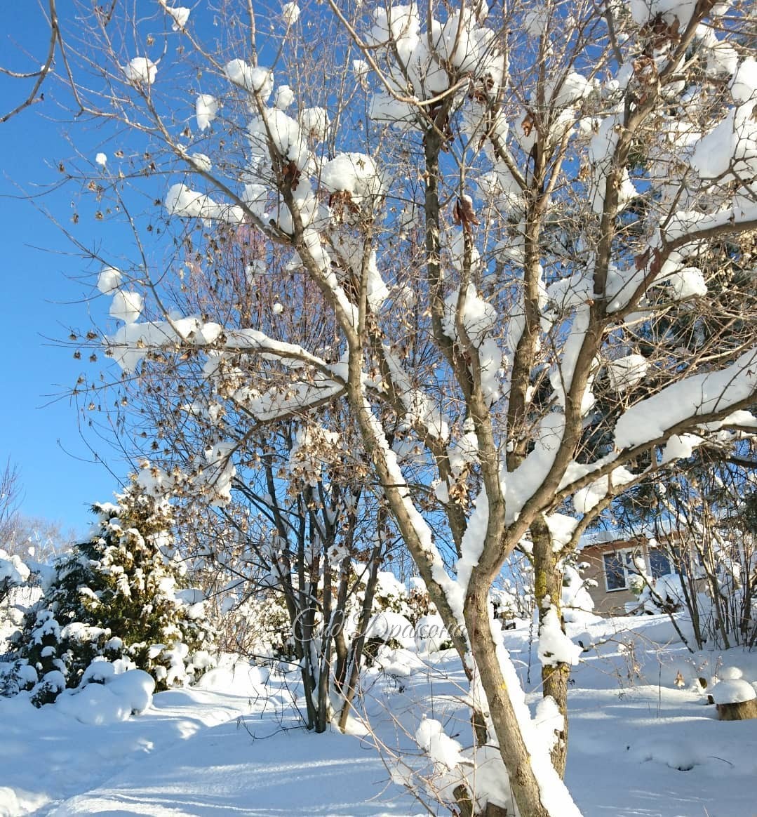 Сегодня -3°, ☁️☁️☁️ и всё начинает таять. Но ёлочки в палантинах и шубках, ❄️🌲и лиственные в снежных облачках, ☁️❄️ останутся в наших лентах, и в памяти об этом волшебном декабре 2018. ❄️☀🌨