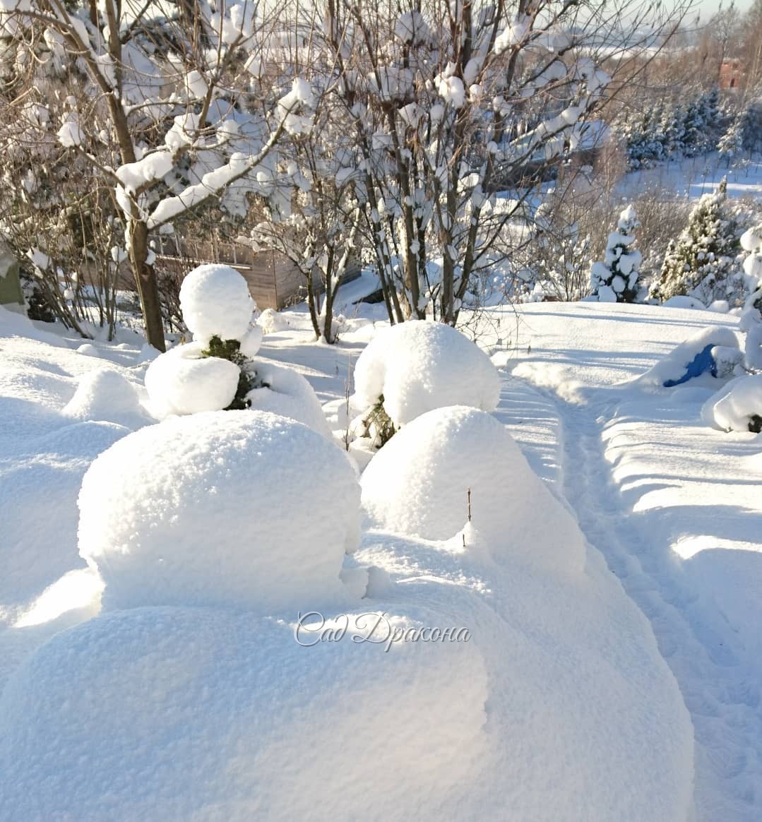 Сегодня -3°, ☁️☁️☁️ и всё начинает таять. Но ёлочки в палантинах и шубках, ❄️🌲и лиственные в снежных облачках, ☁️❄️ останутся в наших лентах, и в памяти об этом волшебном декабре 2018. ❄️☀🌨