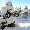 Сегодня -3°, ☁️☁️☁️ и всё начинает таять. Но ёлочки в палантинах и шубках, ❄️🌲и лиственные в снежных облачках, ☁️❄️ останутся в наших лентах, и в памяти об этом волшебном декабре 2018. ❄️☀🌨