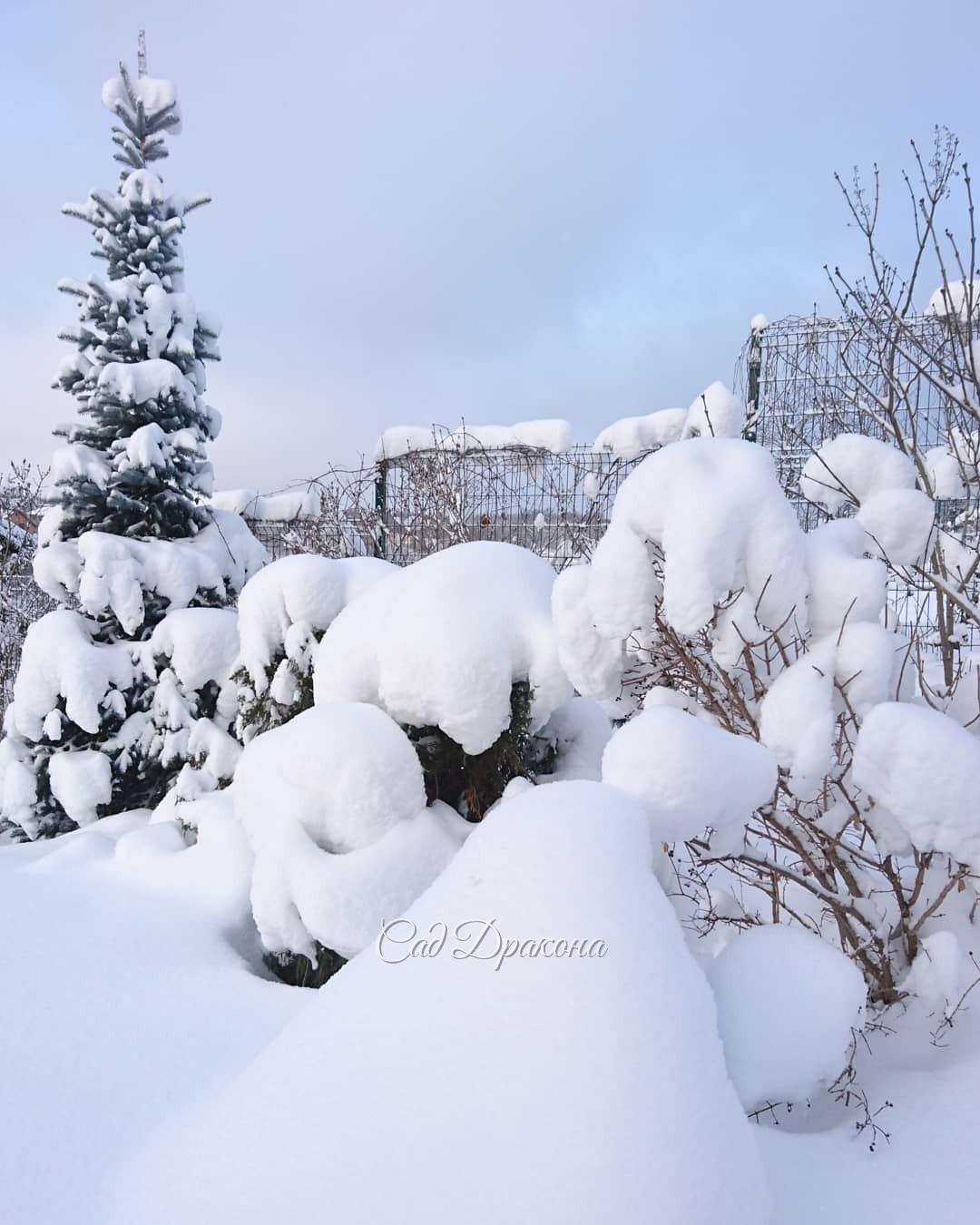 И январь начинается чудесно. Сад полон волшебных фигур. ☁️⛄️☁️🌲☁️ Снег лёгкий, и даже солнышко сегодня показалось. ☀ Зима на редкость мягкая пока...