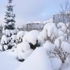 И январь начинается чудесно. Сад полон волшебных фигур. ☁️⛄️☁️🌲☁️ Снег лёгкий, и даже солнышко сегодня показалось. ☀ Зима на редкость мягкая пока...