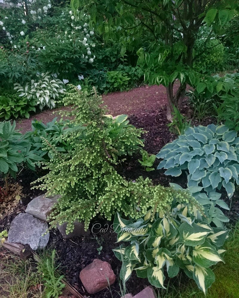 Голубые хосты (продолжение). В этот раз - с каёмочками и рисунком на листе 🌿💙 Они ещё разнообразнее, и выглядят необычными, но не слишком "пёстрыми". Благородный цвет позволяет сочетать их как с зелёными, так и с однотонными голубыми. 💙