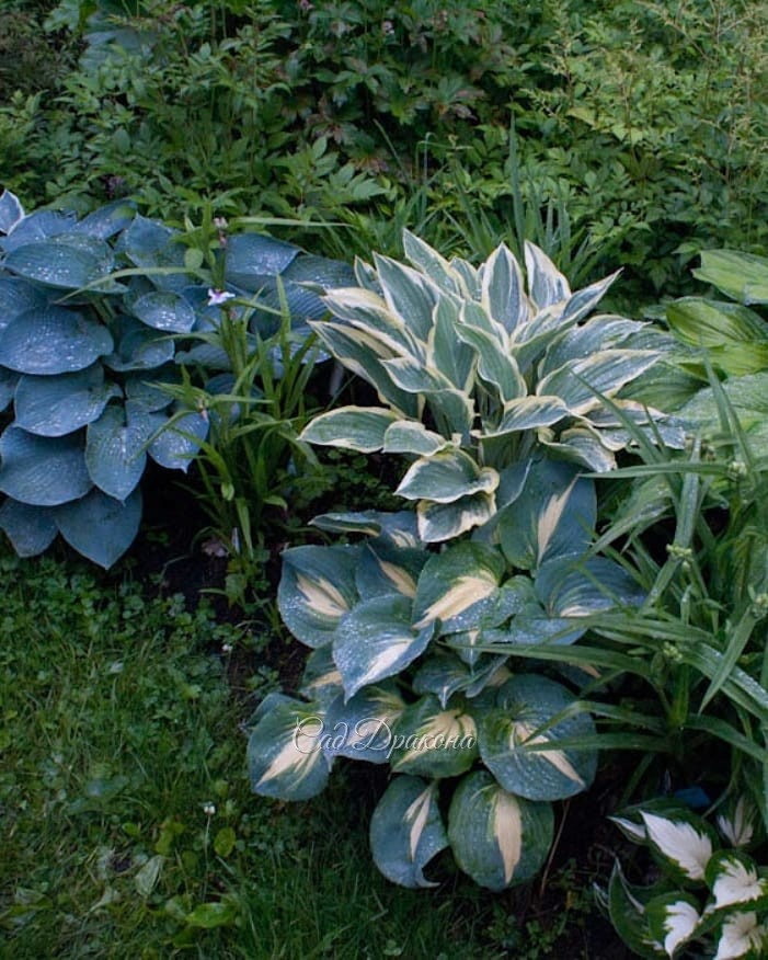 Голубые хосты (продолжение). В этот раз - с каёмочками и рисунком на листе 🌿💙 Они ещё разнообразнее, и выглядят необычными, но не слишком "пёстрыми". Благородный цвет позволяет сочетать их как с зелёными, так и с однотонными голубыми. 💙