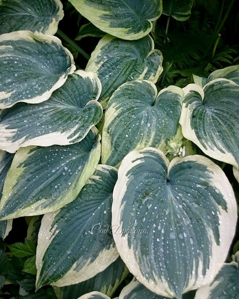 Голубые хосты (продолжение). В этот раз - с каёмочками и рисунком на листе 🌿💙 Они ещё разнообразнее, и выглядят необычными, но не слишком "пёстрыми". Благородный цвет позволяет сочетать их как с зелёными, так и с однотонными голубыми. 💙