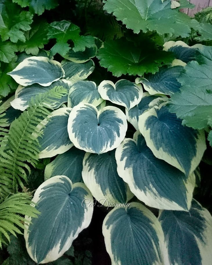 Голубые хосты (продолжение). В этот раз - с каёмочками и рисунком на листе 🌿💙 Они ещё разнообразнее, и выглядят необычными, но не слишком "пёстрыми". Благородный цвет позволяет сочетать их как с зелёными, так и с однотонными голубыми. 💙