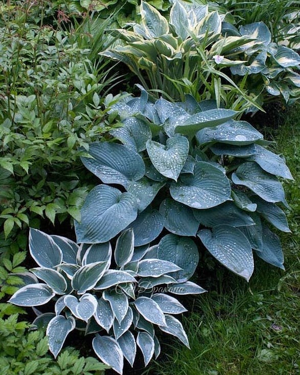 Голубые хосты (продолжение). В этот раз - с каёмочками и рисунком на листе 🌿💙 Они ещё разнообразнее, и выглядят необычными, но не слишком "пёстрыми". Благородный цвет позволяет сочетать их как с зелёными, так и с однотонными голубыми. 💙