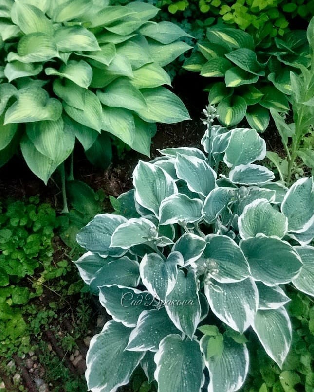 Голубые хосты (продолжение). В этот раз - с каёмочками и рисунком на листе 🌿💙 Они ещё разнообразнее, и выглядят необычными, но не слишком "пёстрыми". Благородный цвет позволяет сочетать их как с зелёными, так и с однотонными голубыми. 💙