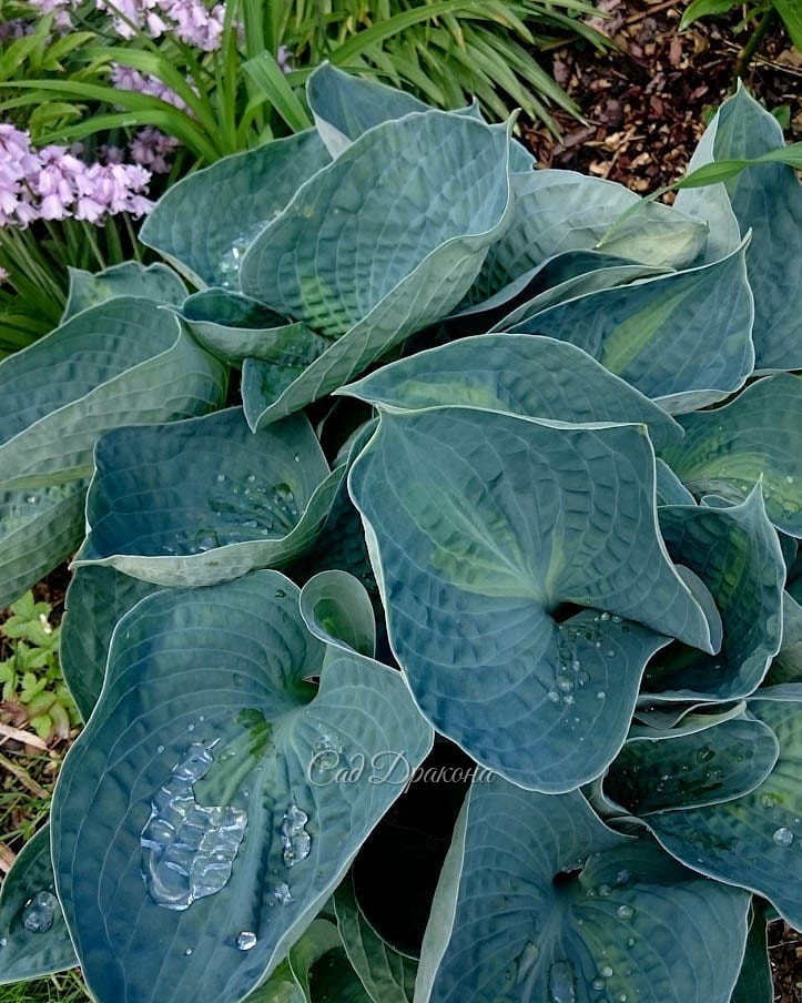 Голубые хосты (продолжение). В этот раз - с каёмочками и рисунком на листе 🌿💙 Они ещё разнообразнее, и выглядят необычными, но не слишком "пёстрыми". Благородный цвет позволяет сочетать их как с зелёными, так и с однотонными голубыми. 💙