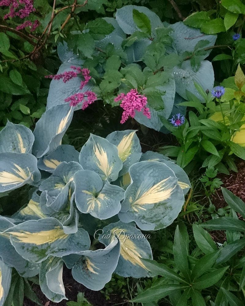 Голубые хосты (продолжение). В этот раз - с каёмочками и рисунком на листе 🌿💙 Они ещё разнообразнее, и выглядят необычными, но не слишком "пёстрыми". Благородный цвет позволяет сочетать их как с зелёными, так и с однотонными голубыми. 💙