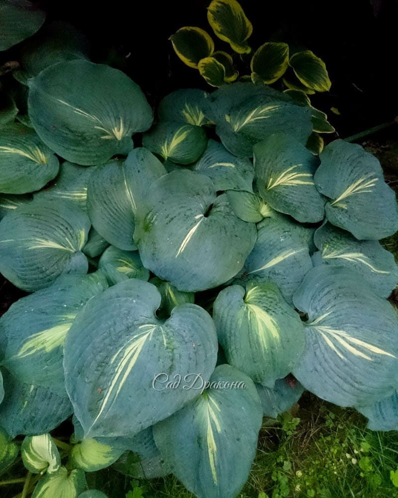 Голубые хосты (продолжение). В этот раз - с каёмочками и рисунком на листе 🌿💙 Они ещё разнообразнее, и выглядят необычными, но не слишком "пёстрыми". Благородный цвет позволяет сочетать их как с зелёными, так и с однотонными голубыми. 💙