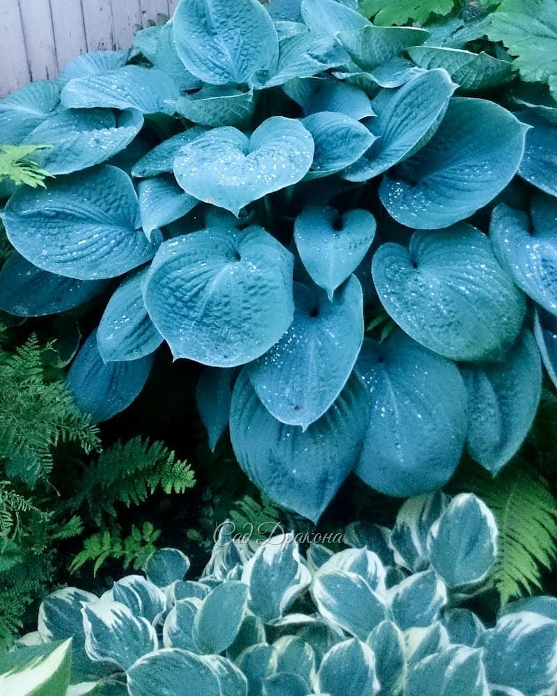 Голубые хосты (продолжение). В этот раз - с каёмочками и рисунком на листе 🌿💙 Они ещё разнообразнее, и выглядят необычными, но не слишком "пёстрыми". Благородный цвет позволяет сочетать их как с зелёными, так и с однотонными голубыми. 💙