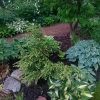 Голубые хосты (продолжение). В этот раз - с каёмочками и рисунком на листе 🌿💙 Они ещё разнообразнее, и выглядят необычными, но не слишком "пёстрыми". Благородный цвет позволяет сочетать их как с зелёными, так и с однотонными голубыми. 💙