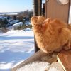 Пришли крещенские морозы! ☀❄️⛄️ На дворе -14°, но снег на террасе тает под солнечными лучами. ☀ Коты принимают солнечные ванны 😻😎 Персик смотрит на пролетающего вОрона. 🐦 Да, у нас в округе живут вОроны, и мало ворон.