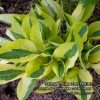 В карусели потомки (спорты) прекрасной хосты "Стриптиз". 🌿 В их названиях оригинаторы постарались сохранить игривый настрой. 👒 Джипси Роуз Ли, например - знаменитая в 30-е годы актриса бурлеска, превратившая раздевание в искусство. 👗👒 Хенки-пенки означает