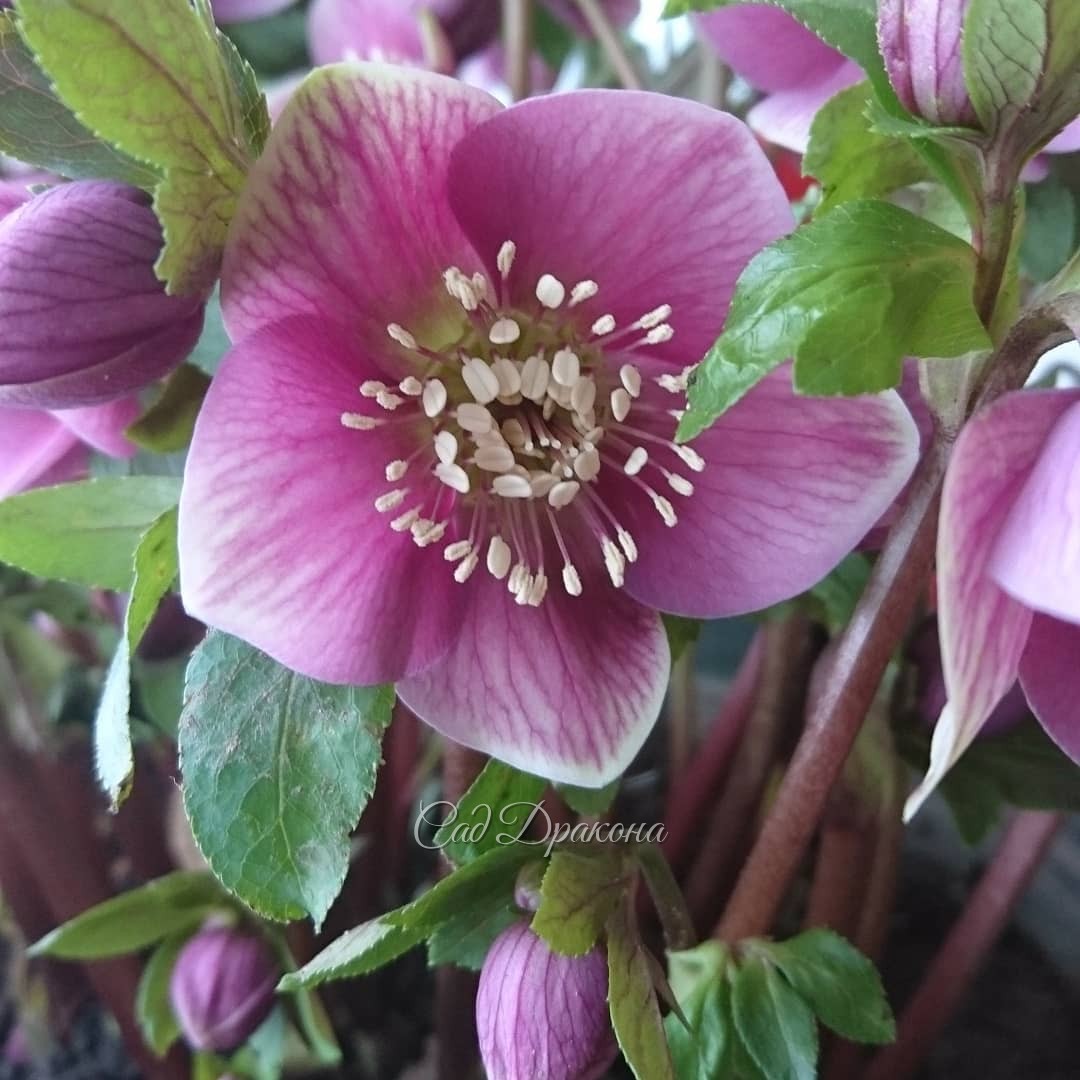 Всю зиму у нас цветёт морозник. 🌼 В этом нет ничего удивительного, ведь в Европе и на Кавказе морозники с зимы и цветут. 🌼