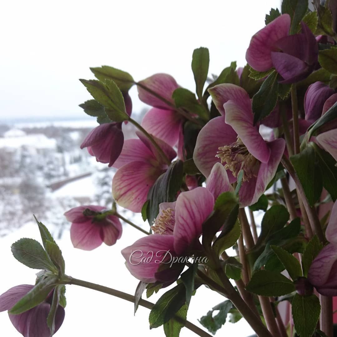 Всю зиму у нас цветёт морозник. 🌼 В этом нет ничего удивительного, ведь в Европе и на Кавказе морозники с зимы и цветут. 🌼