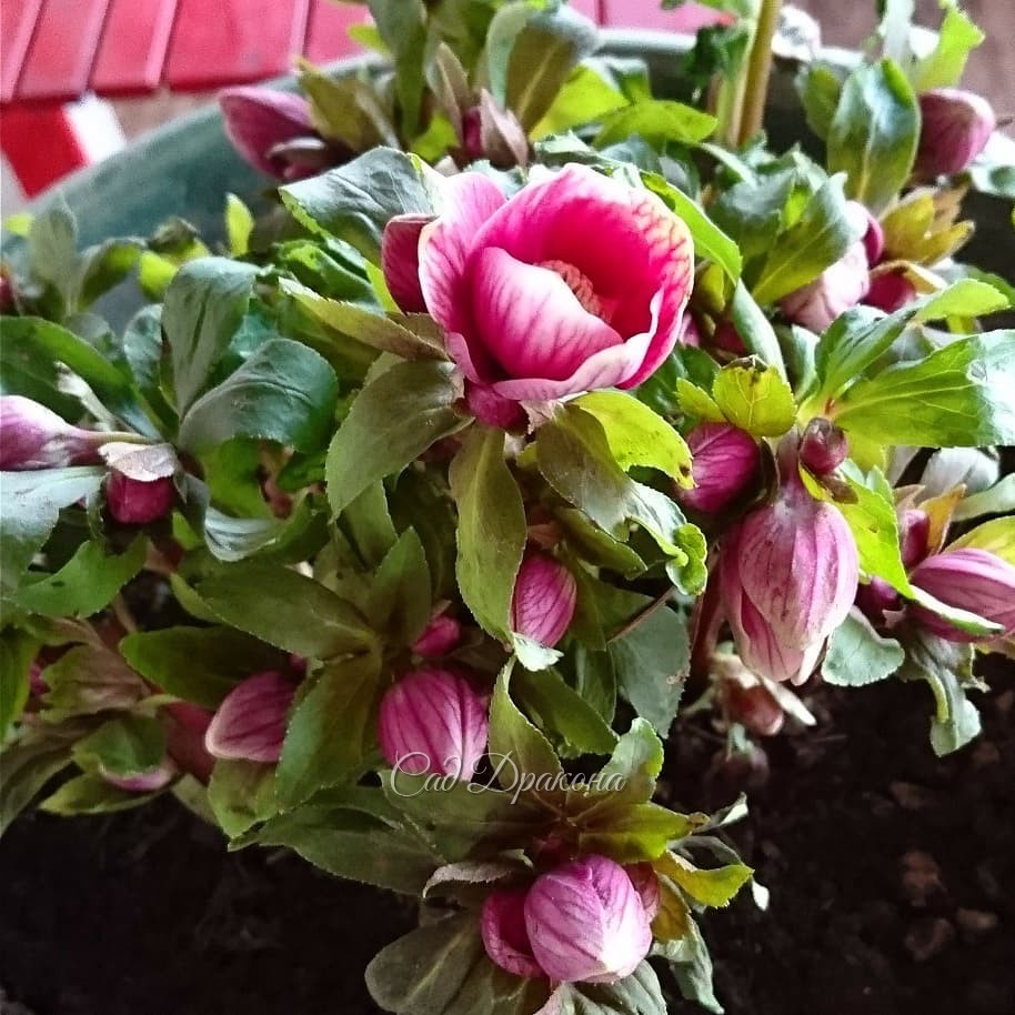 Всю зиму у нас цветёт морозник. 🌼 В этом нет ничего удивительного, ведь в Европе и на Кавказе морозники с зимы и цветут. 🌼
