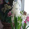Сегодня китайцы отмечают канун Нового Года, и, редкое совпадение, - начало весны по лунному календарю. 🏮🏮🏮 🌿🌿🌿 У нас оттепель, на улице +2°, и зацвели гиацинты к празднику. 🌸🌸🌸😀 Ещё раз желаем всем счастливого Нового года, 🐖 благополучия, богатства, 🍊🍊 и 