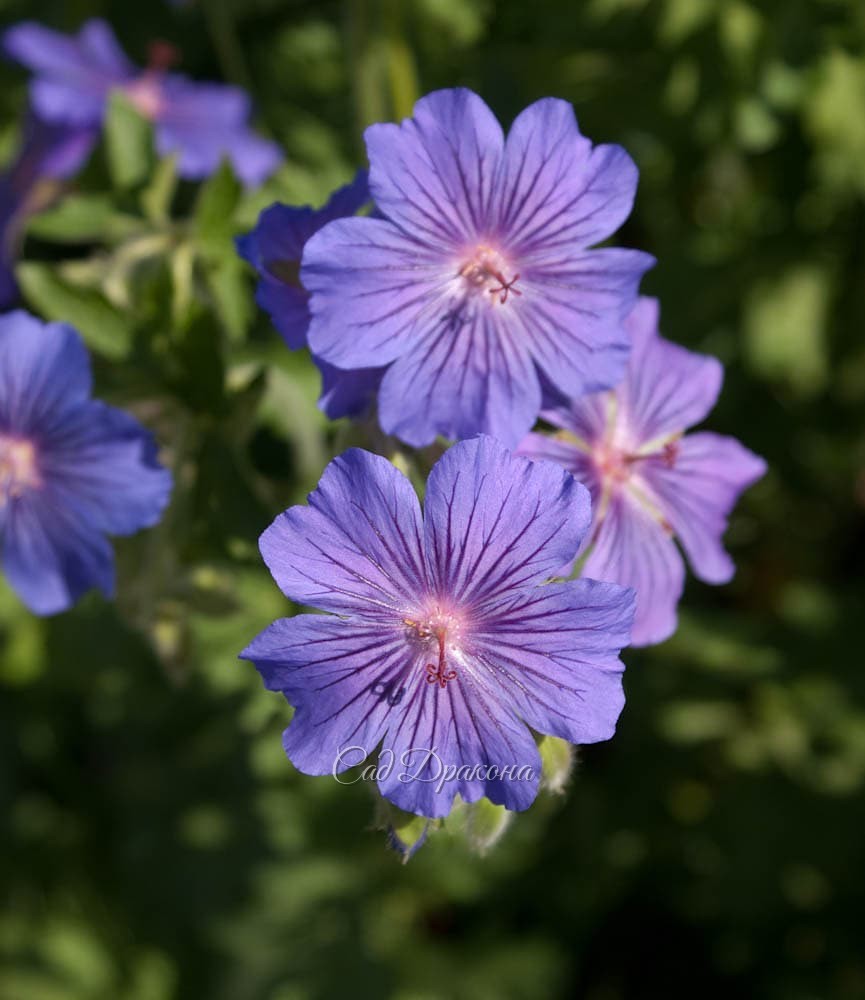 Нежная садовая герань для всех, и особенно для тех, кто родился сегодня 😊💜🌸🎉 .