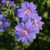 Нежная садовая герань для всех, и особенно для тех, кто родился сегодня 😊💜🌸🎉 .