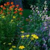Немного цветов из сада, который в предыдущих постах 🌸🌻🌿 Они посажены в "лесной" зоне, вдоль ручья (астильбы), и у пруда/реки (ревень, тиарелла)🍀