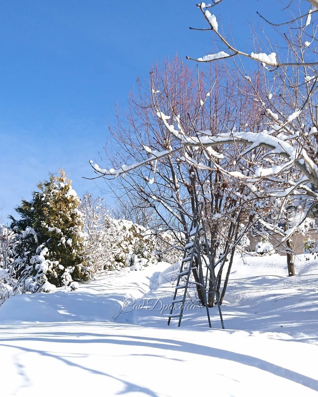 После недавнего снегопада. Последний ли это был привет зимы? 🌨❄️☀ Хочется верить... 🤗😁