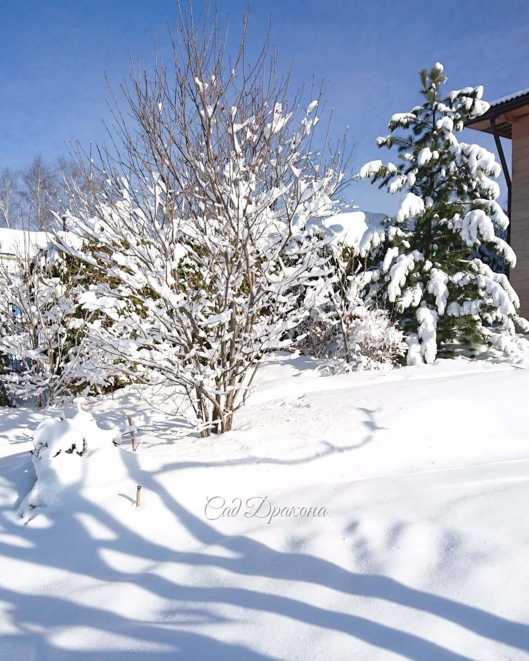 После недавнего снегопада. Последний ли это был привет зимы? 🌨❄️☀ Хочется верить... 🤗😁