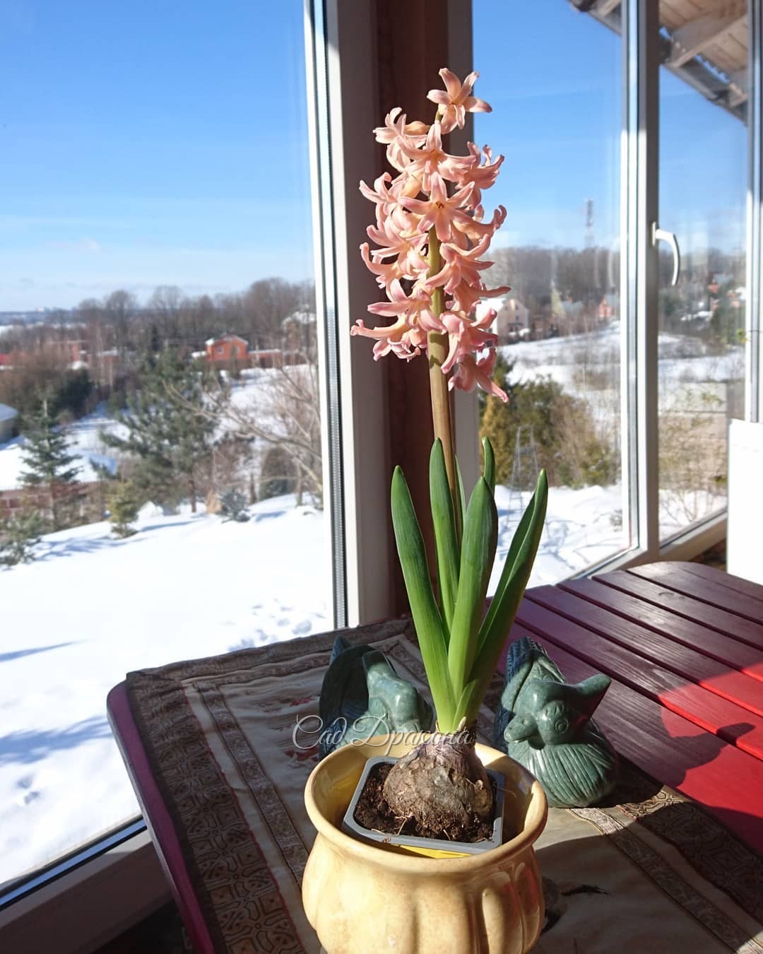 Приближаем весну своими силами. 🙌🌸☀ В этот раз из жёлтого горшочка вырос персиковый гиацинт.💐 Телефон "доработал" цвет до розового. 📱 🤗 Так радуют среди снегов эти приветы из Голландии! 😄👋🌸