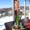 Приближаем весну своими силами. 🙌🌸☀ В этот раз из жёлтого горшочка вырос персиковый гиацинт.💐 Телефон "доработал" цвет до розового. 📱 🤗 Так радуют среди снегов эти приветы из Голландии! 😄👋🌸