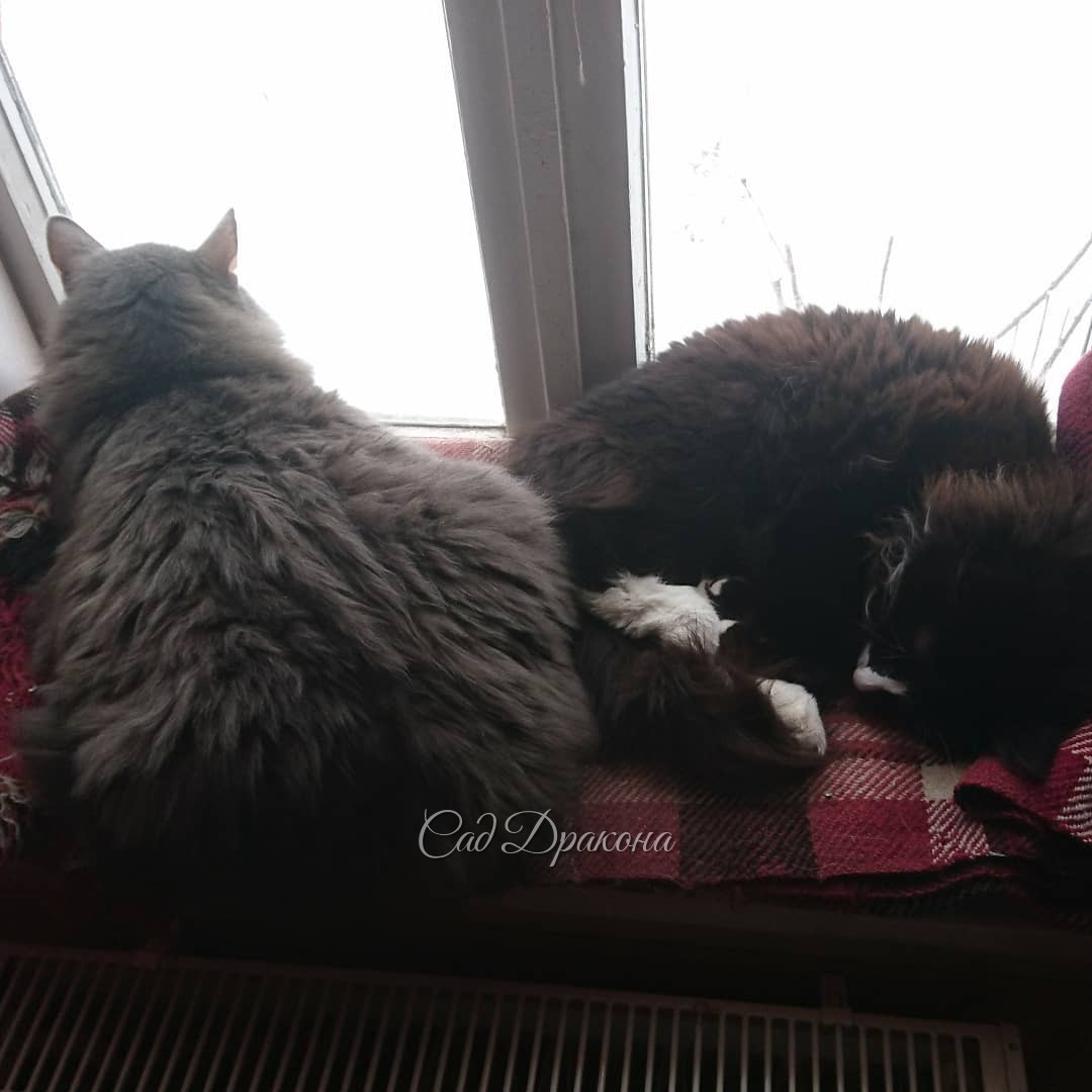 Женя сказал: "Я не верю своим глазам, снимай скорее!" 📸 Действительно, наша мечта - чтобы они все спали в обнимку - вряд ли осуществится. Это - самый близкий вариант! 😍🐱😻💞